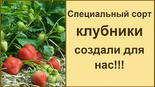 Клубника Первоклассница описание характеристики правила выращивания фото и отзывы