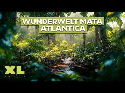 Wunderwelt Mata Atlantica: Artenreiches Paradies | Doku