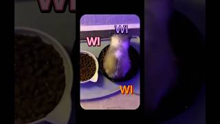 Download lagu WiWiWi Cat #funny #hopecore #hopelesscore #cat #relatable mp3