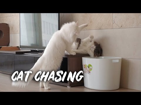 Cat protecting its litter box | Norwegian forest cat