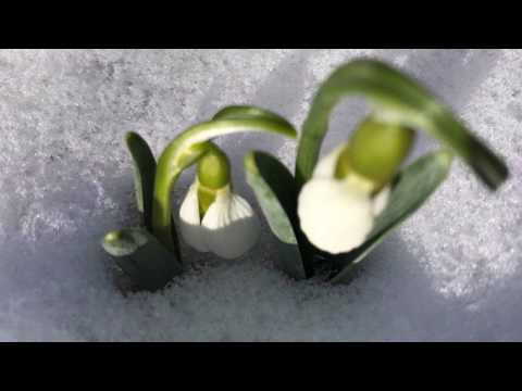 Indrek Kalda - Tahan mängida veel mõne pildi