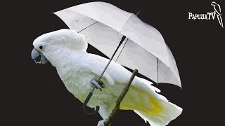Какаду с зонтиком