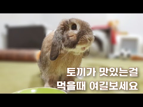 , title : '토끼는 "존맛탱" "정말 맛있다"를 어떻게 표현할까? / How do rabbits express "really delicious"?'