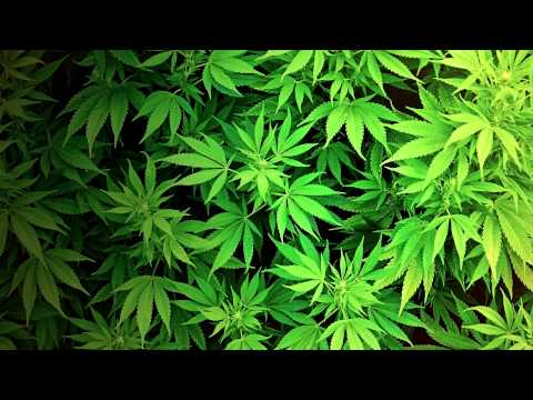Junior Stress & Natty B - Legalize it