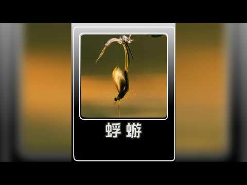 如果生命只剩最後一天，你會怎麼度過？來看看蜉蝣的答案 #蜉蝣 #動物科普 #動物紀錄片解說 #動物獨白 #動物世界