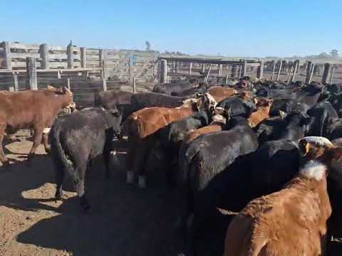 Las Toscas, Santa Fe 100/110 terneros/as