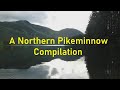Video Thumbnail for A Northern Pikeminnow Compilation