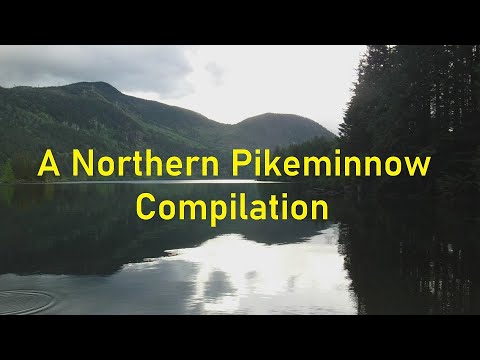 A Northern Pikeminnow Compilation