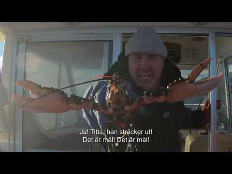 Niklas Holmgren kommenterar stryktipset v.40