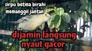 Download lagu SUARA BURUNG CIPOH BETINA MEMANGGIL JANTAN SANGAT AMPUH MENAIKKAN EMOSI GACOR ‼️ SIRPU JANTAN mp3