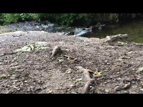 St Enda’s Park Rathfarnham ASMR