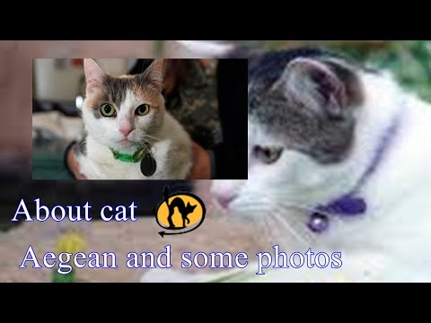 The most important information about Aegean cat