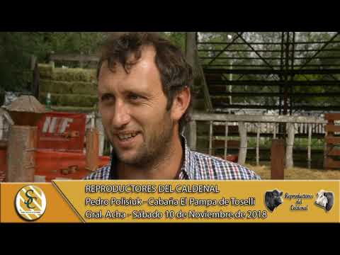 10-11-18 Nota Pedro Polisiuk - Cab. El Pampa de Toselli - Reproductores del Caldenal - General Acha
