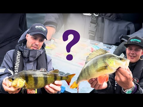 Ahvenen kalastusta KOVAVIEHEILLÄ ja SPINTUBElla - Mihin uistimeen NAPPAA parhaiten? - Kalastusvideo