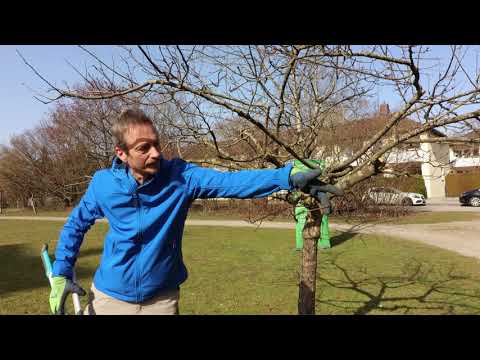Obstbaumschnitt - eine Schritt-für-Schritt-Erklärung
