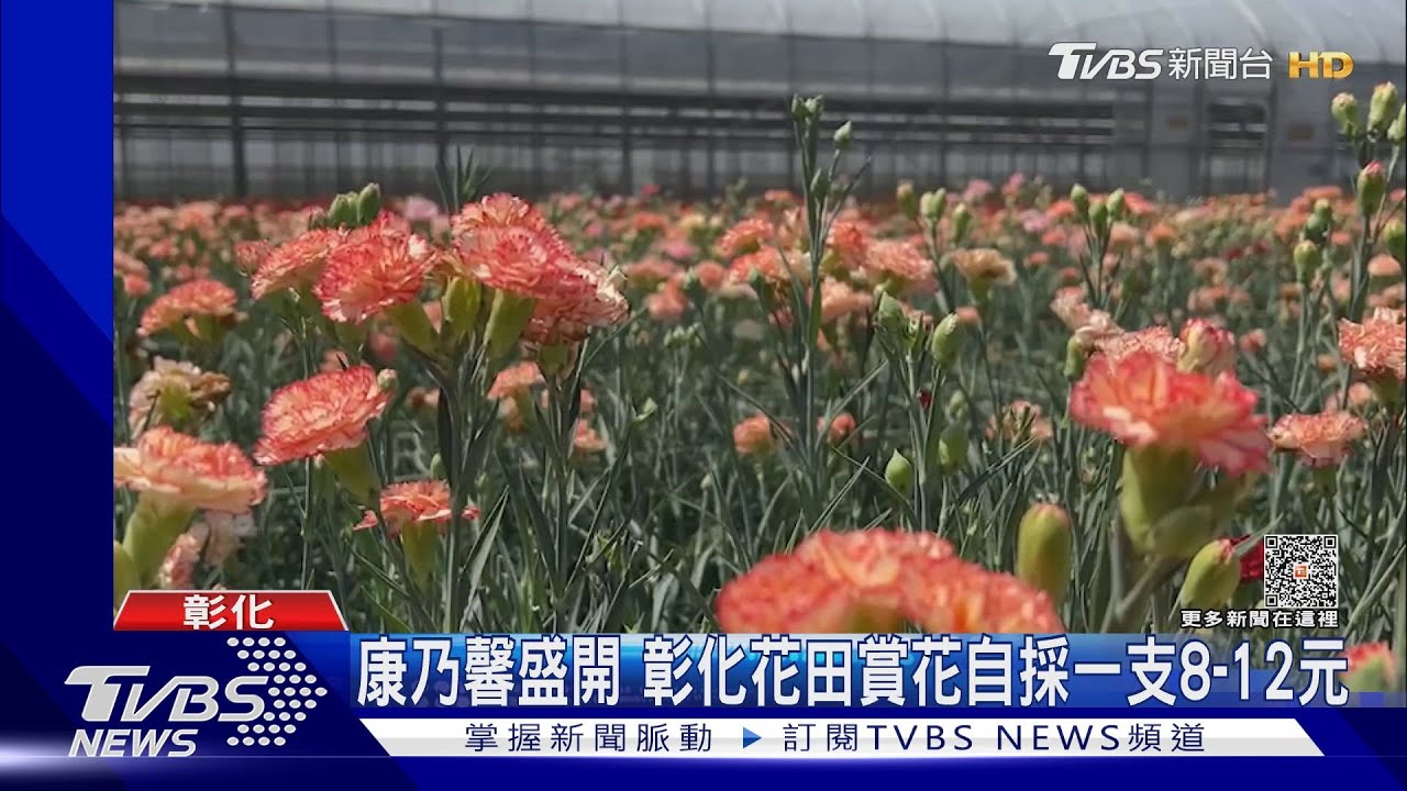 康乃馨盛開 彰化花田賞花自採一支8到12元