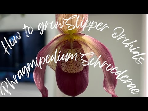 Orchid Care: How I Care for Slipper Orchid, Phragmipedium Schroederae