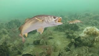 Slack tide blues? Look for Speckled Trout in deep holes