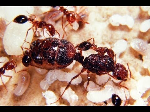 (Doku) Tansania - Vom Kilimandscharo in die Serengeti (HD)