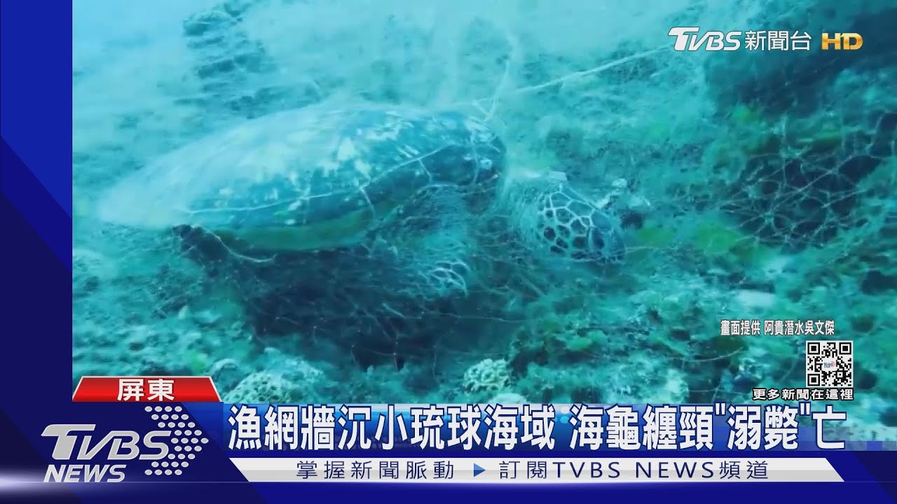 大型漁網牆沉小琉球海域 海龜纏頸「溺斃」亡