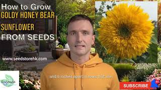 Download lagu How to grow Goldy Honey Bear sunflower from seeds #flowerseeds #fa107 mp3 Download lagu How to grow Goldy Honey Bear sunflower from seeds #flowerseeds #fa107 mp3