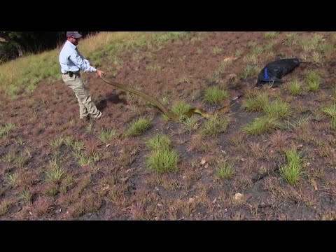 Big Snake Papua New Guinea