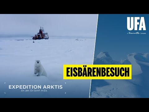 EXPEDITION ARKTIS: Eisbärenbesuch!  I MOSAiC-Expedition