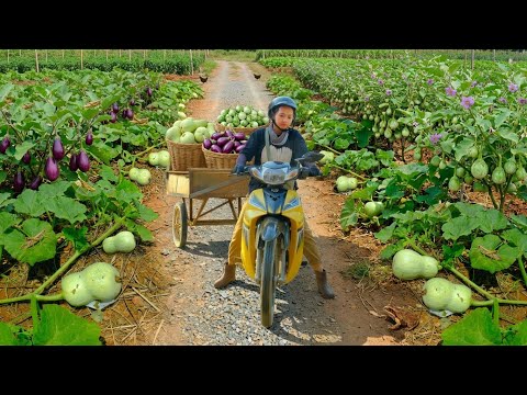 Harvest A Truckload Of: Bottle Gourd, Green & Purple Eggplant To Sell At The Market – My Farm Life