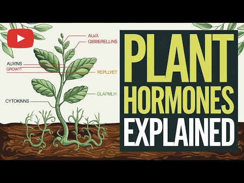 Plant Hormones Explained | Functions, Types, and Their Role in Growth