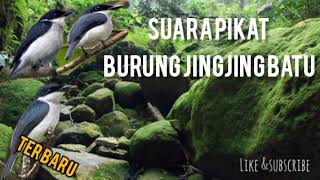 Download lagu Mp3 suara pikat burung jingjing batu | pikat ampuh burung jingjing batu | mp3