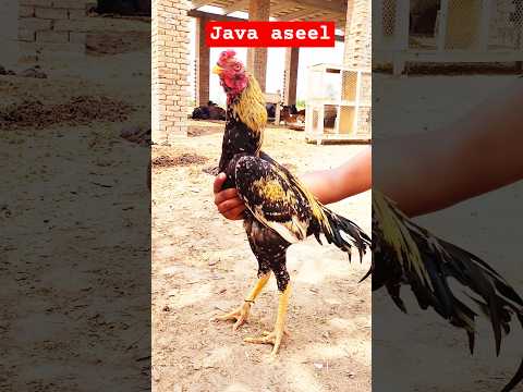 aseelmurga #asil #birds #roosterfarm #youtubeshort #viralshorts