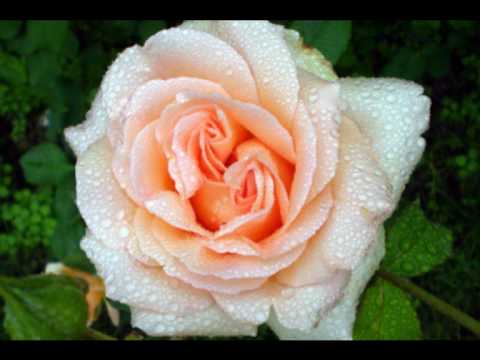 Rožu pelni 3.var..wmv