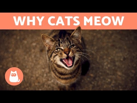 Why does my CAT MEOW When They See Me? - 7 REASONS