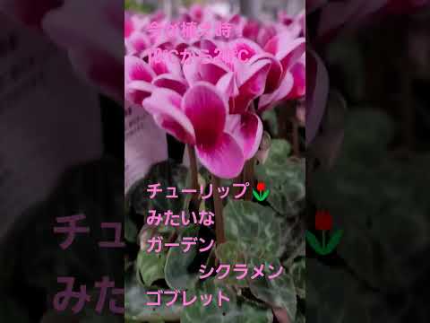 屋外の多年生シクラメンを植えて維持し、オープンスペースを強化するにはどうすればよいですか?  庭園