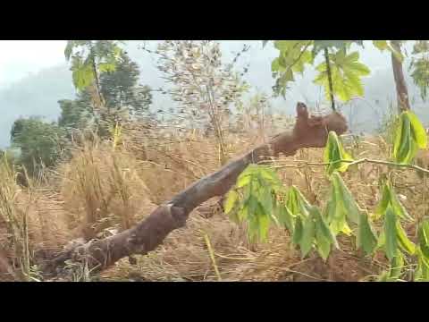 dipluso youth department atum pen sok keroi pon