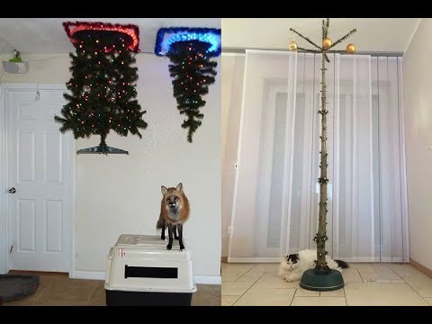 Ways To Survive Christmas With PETS! Video