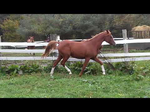 Dawning Hero Astrid (Kari Hero X Brazen Angel ) 2019 Chestnut filly 20210927 153427