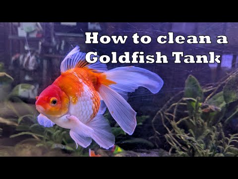 How to Clean a Goldfish Tank