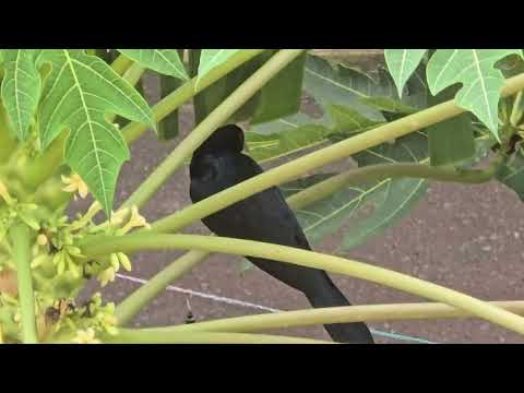 Asian Koel exploring Papaya flowers 