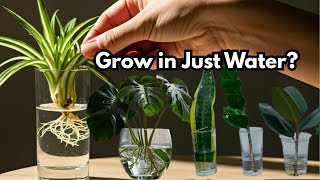 Top 20 Common Indoor Plants That Can Grow In Water | Grow Houseplants Without Soil!