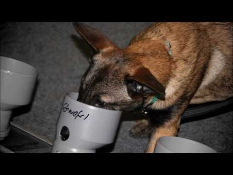 2. Spürhunde Workshop in Stuttgart