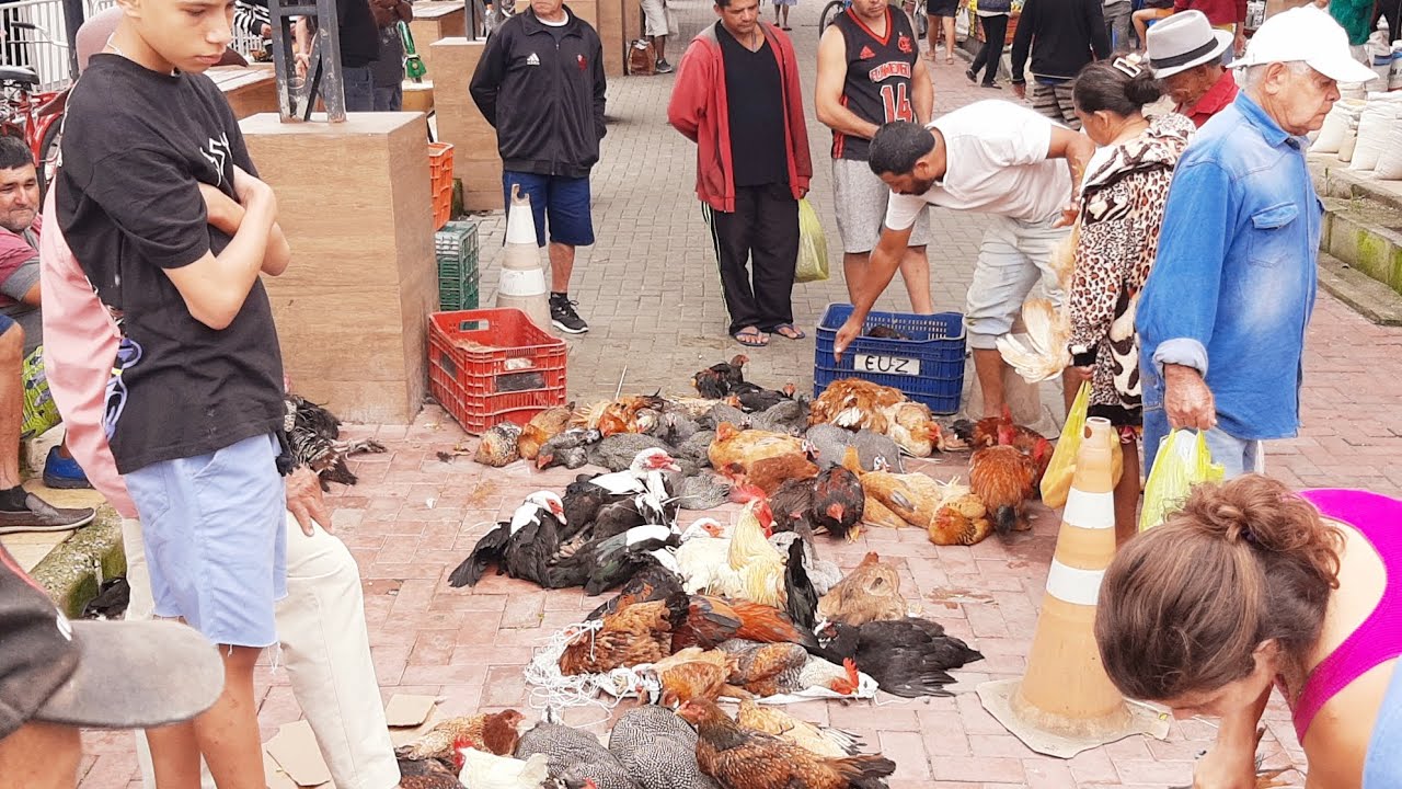 FEIRA LIVRE DE SAO BENEDITO CEARÁ 01/03/25