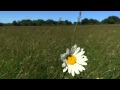 Bibio - Fallow 