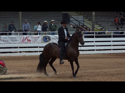 2017 Ocala Spring Fiesta - Fino Stln Championship