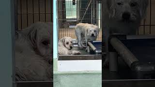 Video preview image #1 Maltese-Unknown Mix Puppy For Sale in Pasadena, CA, USA