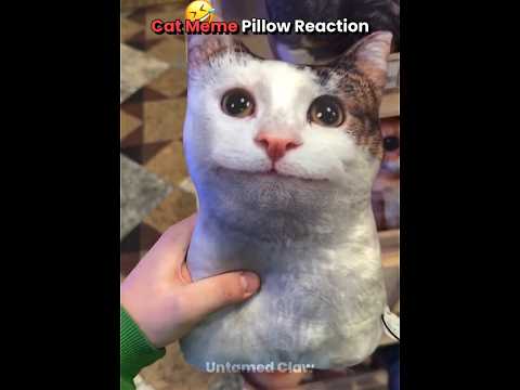 What did he say🤯 before laughing? #usa #english #cat