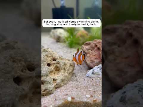 He Saved Nemo Then Recreated The Movie Cast ❤️ #shorts