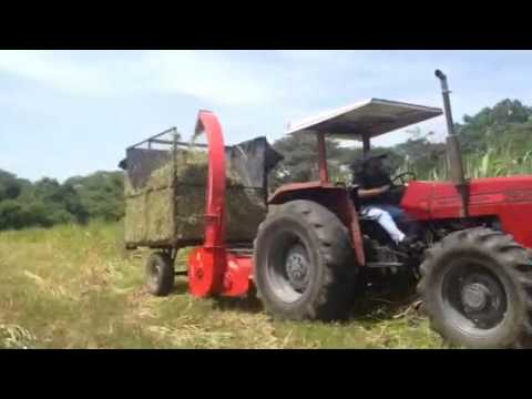 Silage Machine for Purus frumentum/Pennisetum sinese Roxb