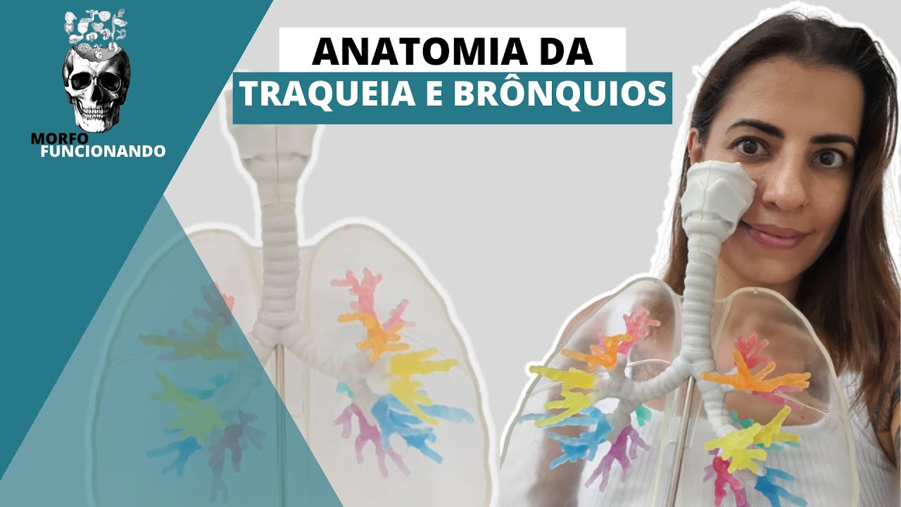 ANATOMIA DA TRAQUEIA E BRÔNQUIOS - VIAS AÉREAS INFERIORES #5 - ÁRVORE TRAQUEOBRONQUICA