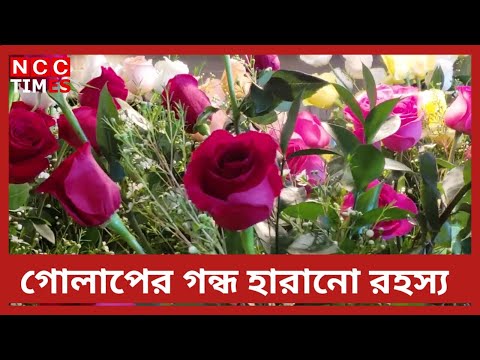 গোলাপের গন্ধ হারানো রহস্য ! গোলাপের গন্ধরহস্য